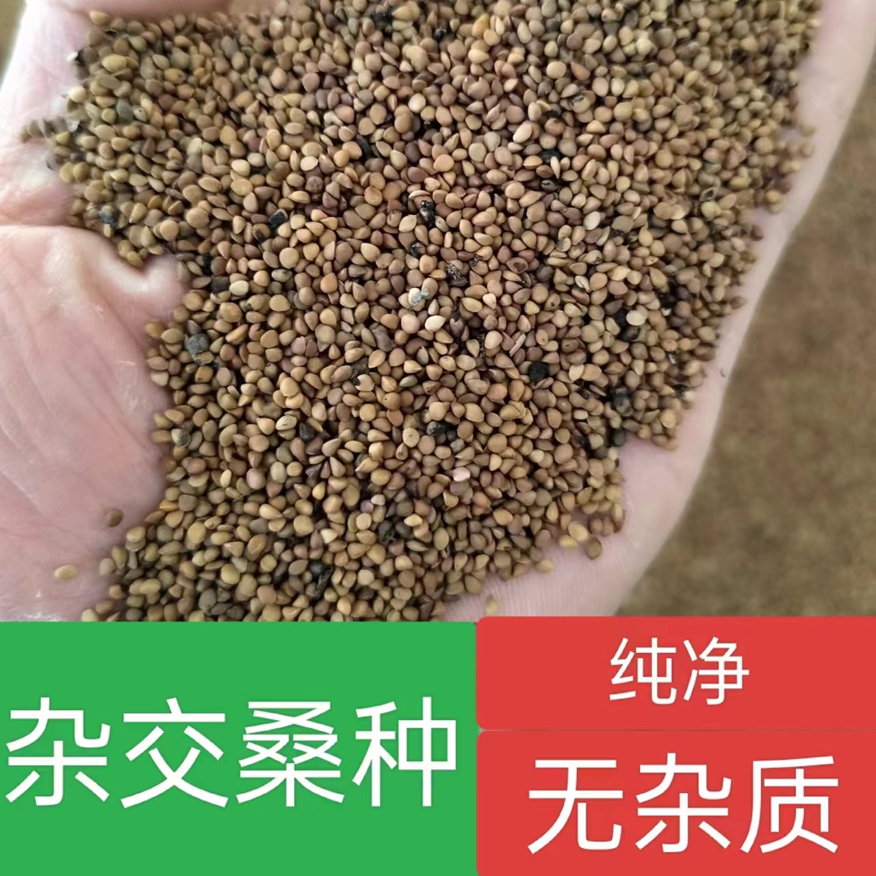 桂桑6号桑树种子干净无杂质，12号，62号，2号，51号纯净桑树种子