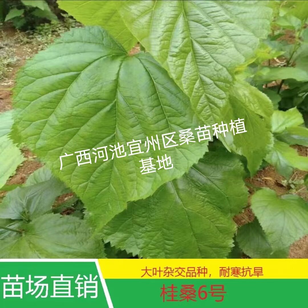 桂桑6号大叶杂交桑树苗,基地直发,快递包邮,现挖现发包发芽.