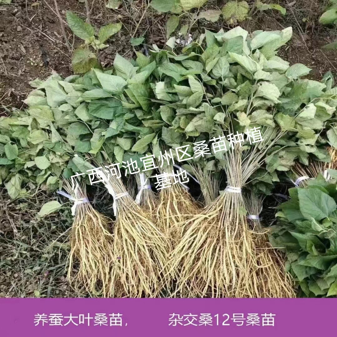 桂桑12号养蚕大叶杂交桑树苗,基地直发,快递包邮,现挖现发