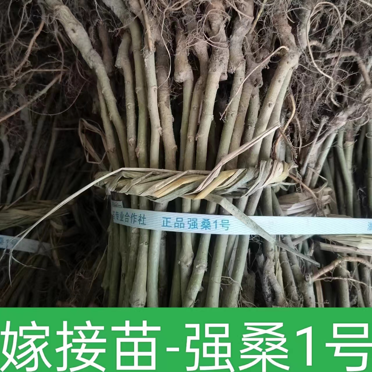 嫁接苗强桑1号,农桑14.育711.嫁接桑苗大叶桑树苗桑树苗养蚕