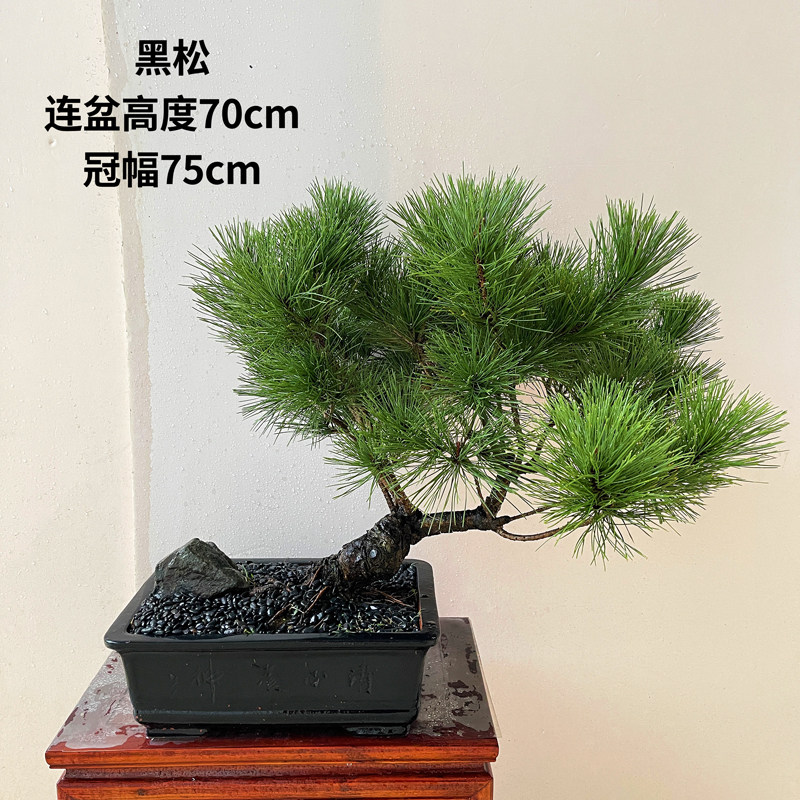 名贵日本三河黑松盆景老桩客厅