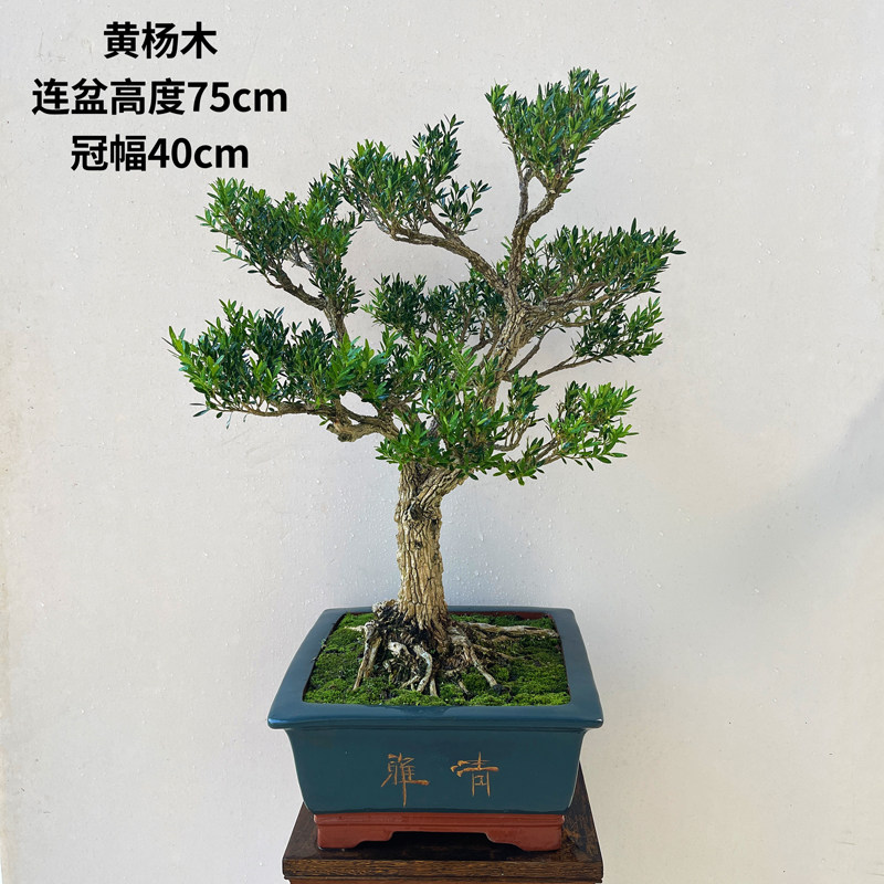 精品名贵小叶雀舌黄杨木盆景室内桌面绿植