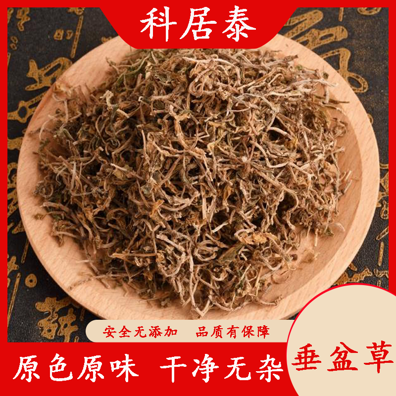 垂盆草中药材新鲜干货500g新货泡水包邮垂盆草的功效锤盆草狗牙草