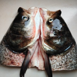 大别山水源地水库胖头鱼大鱼头鲜活花鲢鱼大头鱼新鲜现杀鱼头包邮