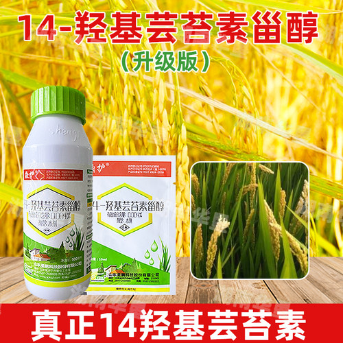 14-羟基芸苔素甾醇水稻植物