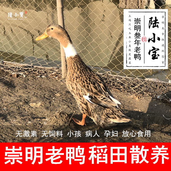 崇明老鸭农家散养3年麻鸭老鸭子水鸭母土鸭活鸭顺丰包邮土鸭