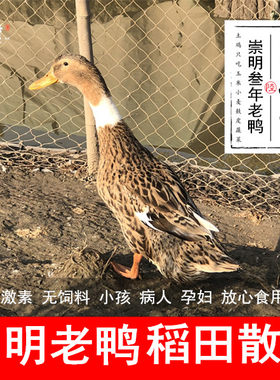老鸭崇明农家散养3年顺丰包邮土