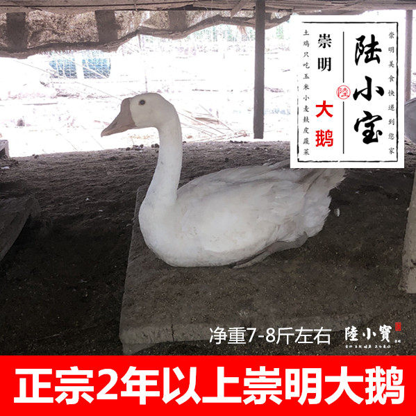 正宗崇明农家散养新鲜鹅肉农村草鹅土鹅青年鹅活鹅大白鹅包邮