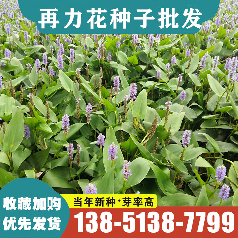 再力花苗种子水生花卉植物池塘绿化人工湿地挺水植物净化水质植物