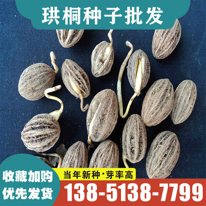 珙桐种子 世界著名观赏 象征和平 水梨子鸽子树种子 鸽子花树种籽