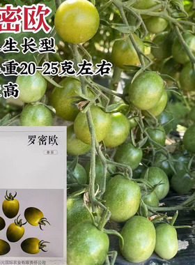 罗密欧番茄种子绿色椭圆型糖度高植株无限生长型春季樱桃番茄种籽
