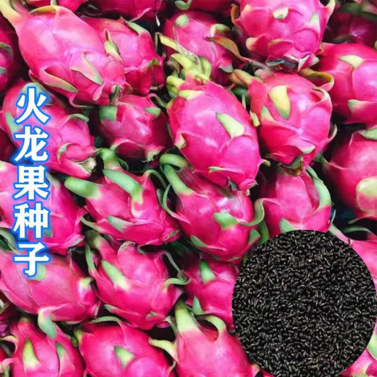 红皮火龙果 姿秀 水果种籽 白火龙果种子 青龙果 红龙果水果 种籽