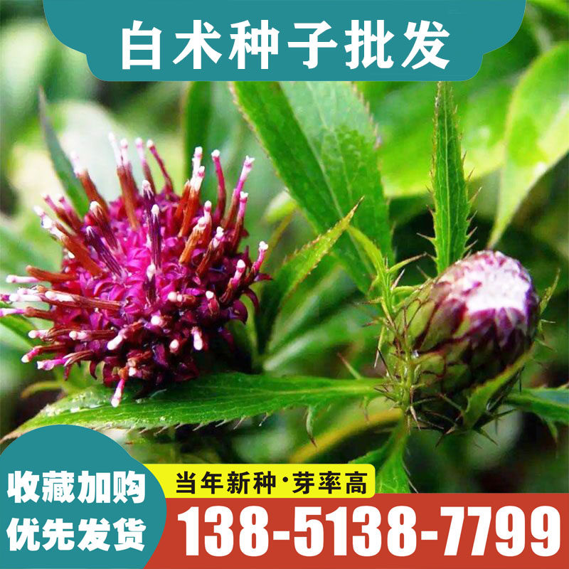 白术种子春秋种植冬白术种籽苍术种籽改良白术种籽高产量高收益材