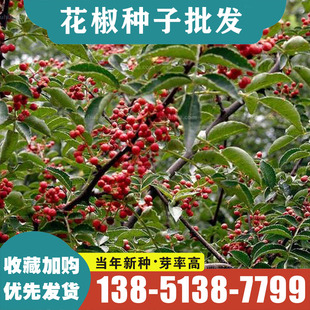 花椒种子  山椒红椒麻椒 大红袍花椒种子川花椒树 刺篱笆
