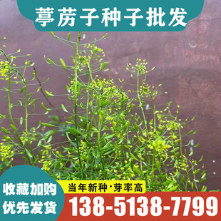 葶苈子种子葶苈种子 北葶苈子 宽叶葶苈 光果葶苈籽中药材种子