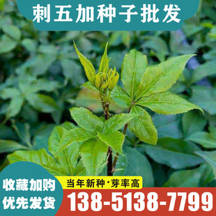 新采中药材刺五加种子 刺拐棒坎拐棒子老虎潦五加皮  榨油 制肥皂