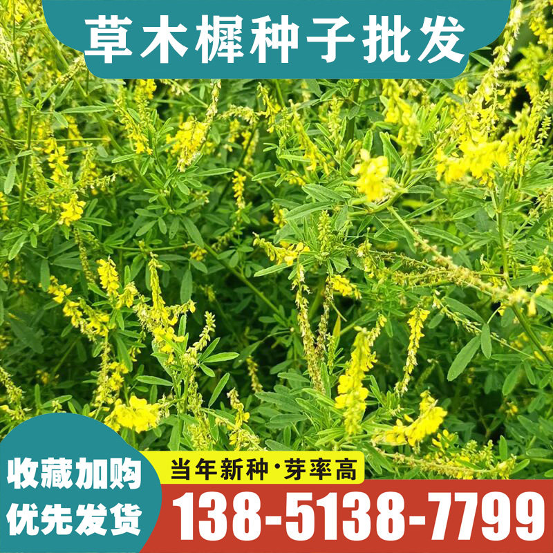 草木樨种籽 草木犀 蜜源植物 黄花草 牧草型 绿肥 耐寒耐贫瘠草子