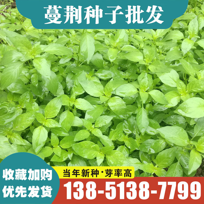 药材种子蔓荆种子 蔓荆子王不留沙宛子白花菜子麦蓝菜种子包邮