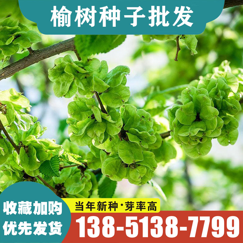 林木种子 榆树种子 白榆种子 家榆 榆钱树种子 金叶榆 榔榆种籽