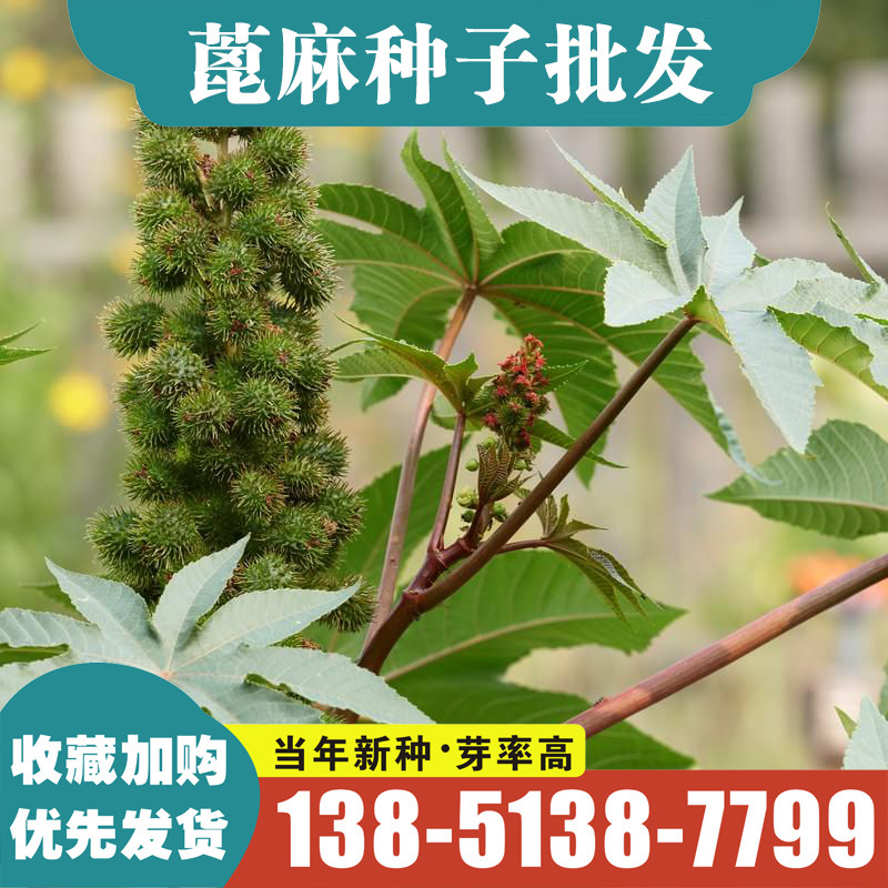 四季蓖麻种子蓖麻子秋季中药材饱满大粒新货野生篦麻种子包邮 - 实物图