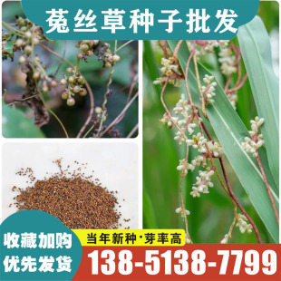 新采菟丝子种子 大豆寄生 无根草 黄丝 黄鳝藤 固胎止泄功能 种子