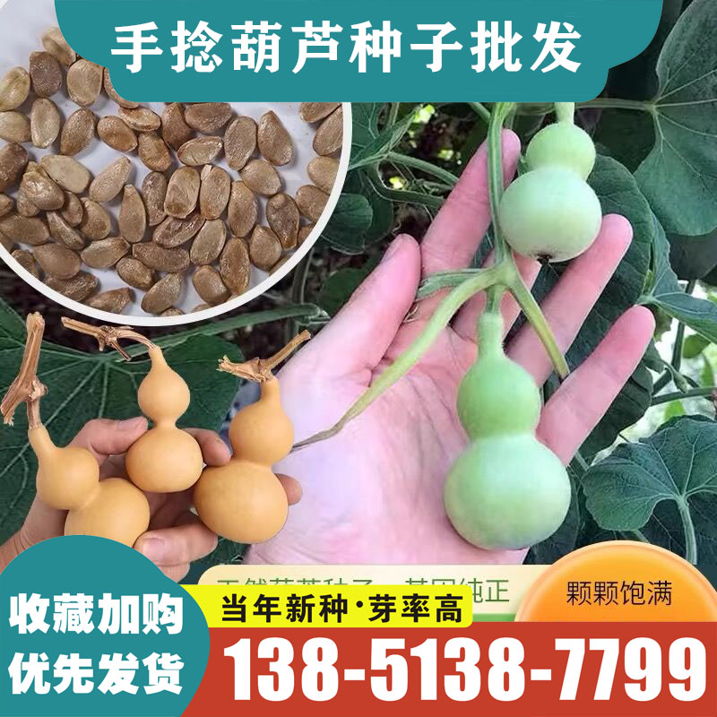 特小文玩观赏葫芦种籽特大亚腰大酒葫芦子种苗秧春夏季阳台盆栽孑 - 实物图