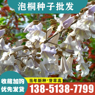 泡桐树种子轻型木质木材树木白花大果泡桐空桐树当年新采种籽包邮