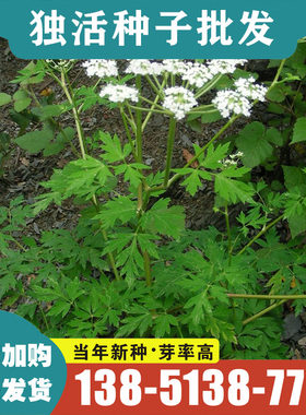 新鲜独活种子野生特级岷县独活种籽中药材种植苗苦参党参种孑包邮