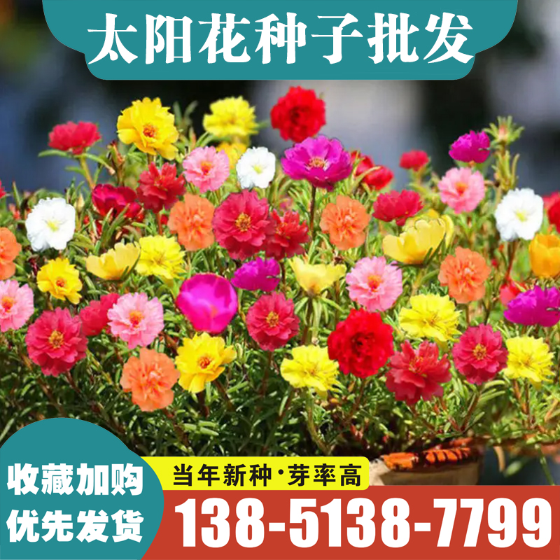 重瓣太阳花花种子花籽四季开花室内花卉易活室外种孑花种子籽包邮