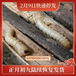 小虫1-2克 包邮 野生活体斗米虫 鸟不踏刺虫 云实树天牛幼虫