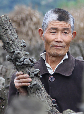 赵海伶|海伶山珍高山细木耳250g 干货椴木秋耳肉厚碗耳段木黑木耳