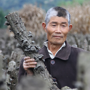 赵海伶|海伶山珍高山细木耳250g 干货椴木秋耳肉厚碗耳段木黑木耳