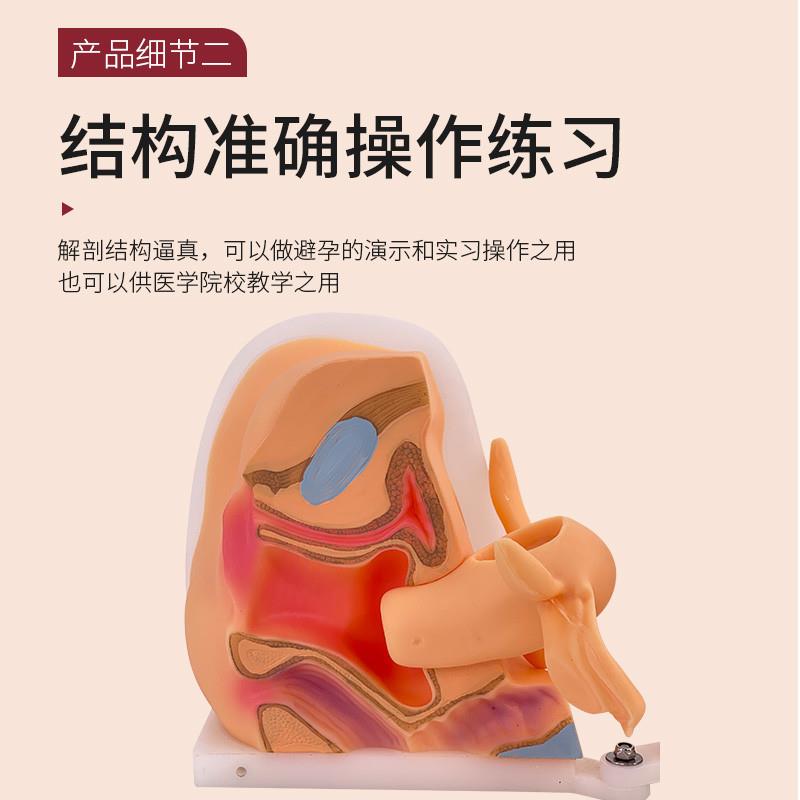 教学女性生殖器模型宫颈子宫外阴道卵巢妇z科检查避孕教学训练1比