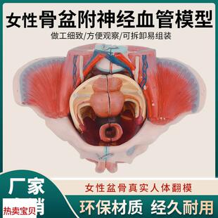 女性人体骨盆附生殖器官血管神经肌肉解剖分娩演R示教学盆底肌模