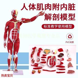 可拆卸27K件 80CM人体全身肌肉解剖模型 人体肌肉构造演示模型