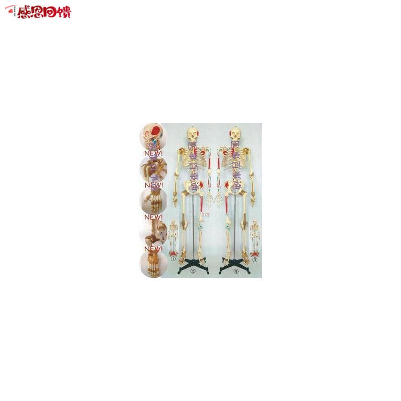 人体骨骼模型带脊柱神经椎间盘肩膝a关u节韧带及肌肉着色170