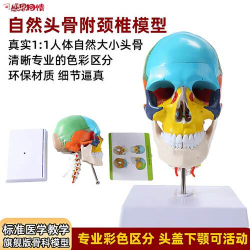 人体仿真头骨解剖模型医学艺用美术素n描可拆卸解剖头颅骨着色教