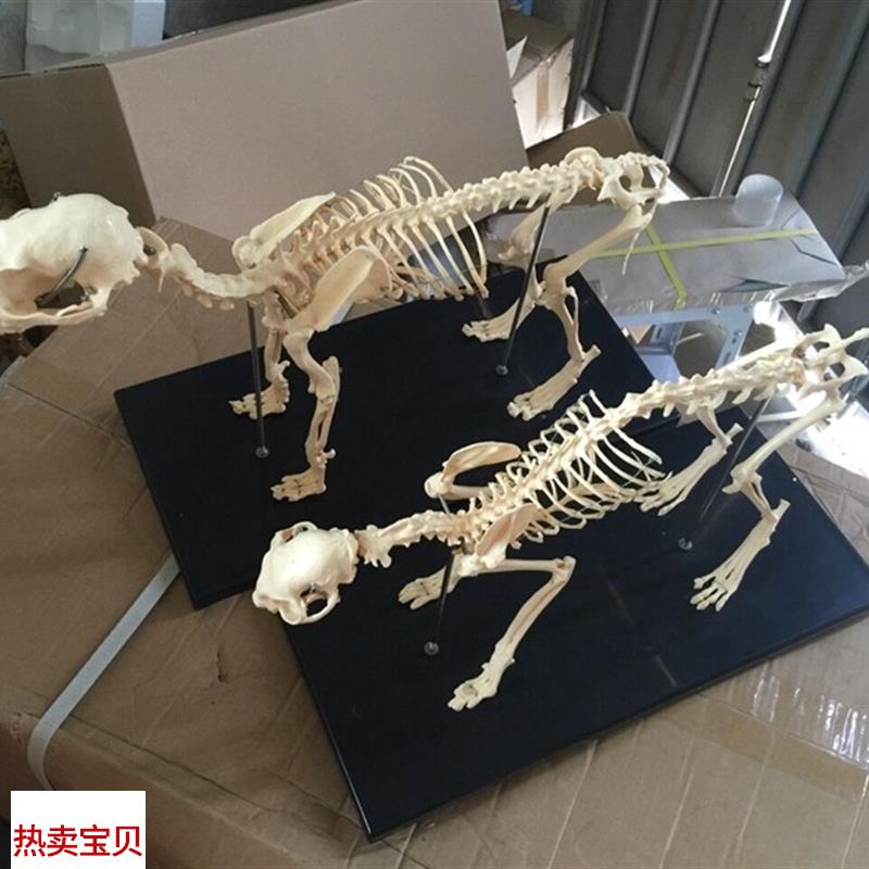 骨科器械 狗骨骼标本模型 宠物动B物狗猫犬 教学骨架骨头 骨骼模