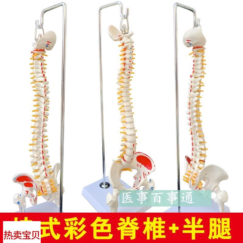 人体脊柱模型人体骨骼大脊椎成人45ECM带颈椎胸椎尾椎椎骨骨盆模