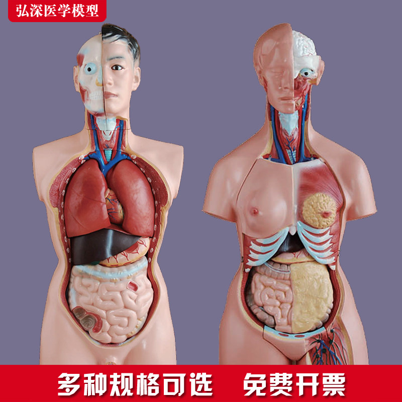 躯干模型人体内脏胸腹部t器官解剖男女心肝脾肺肾五脏六腑结构教