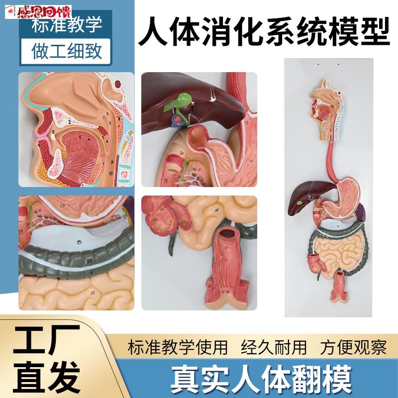 教学仿真人体消化系统模型 消化道胃冠状剖面 鼻L咽喉大小肠胃解