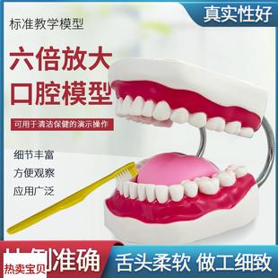 牙保健大号口腔医学护H理刷牙指导教学仪器牙列模 六倍口腔模型