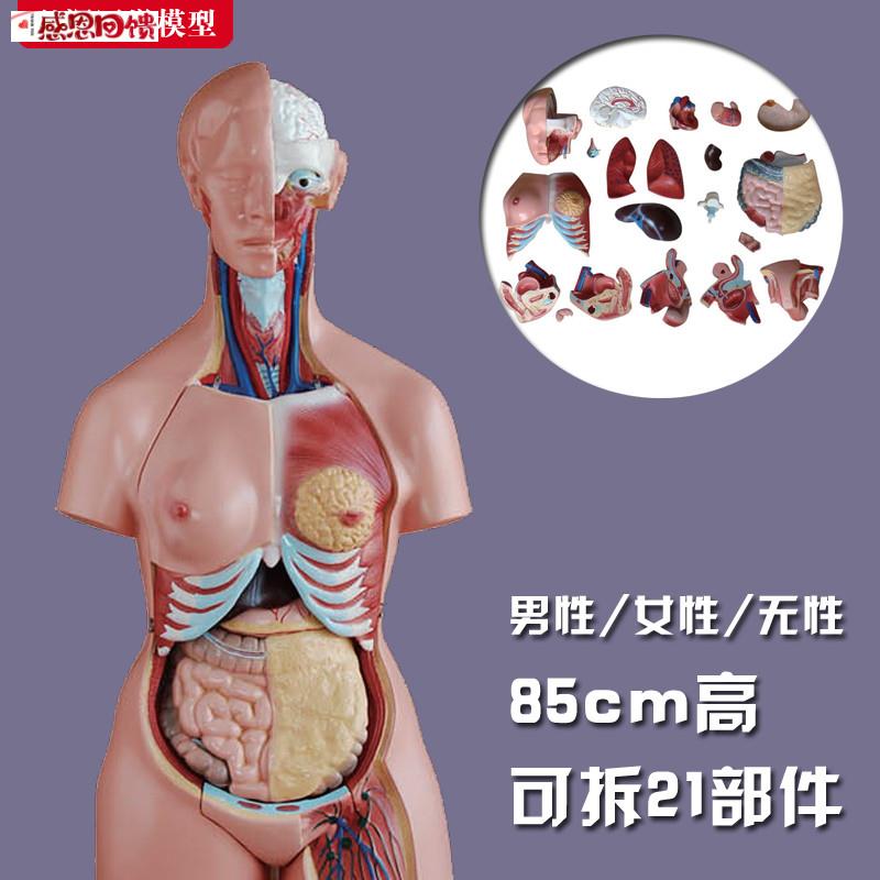 躯干模型人体内脏胸腹部器官解剖男性女性心w肝脾肺肾结构教学玩