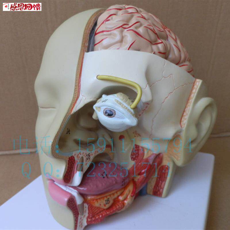出口型人体头n部解剖模型头带脑模型耳鼻喉模型口腔模