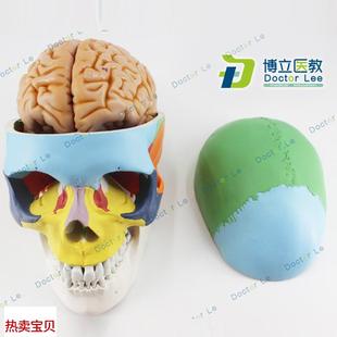 彩色人体骷髅头模型头颅u骨模型大脑模型头骨带脑模型医用可拆卸