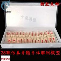 牙科口腔模型 2倍l牙體牙髓解剖展示模型全口28顆兩倍牙髓解剖展