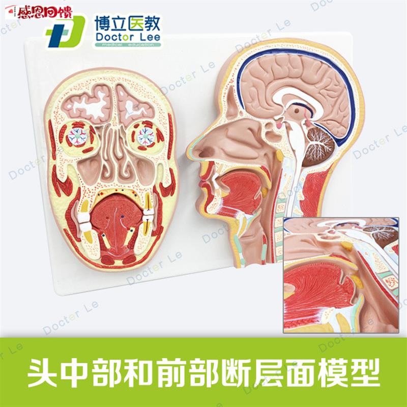 医学头部正中切面额切面模型正中矢c状位断层标本人体断层解剖模