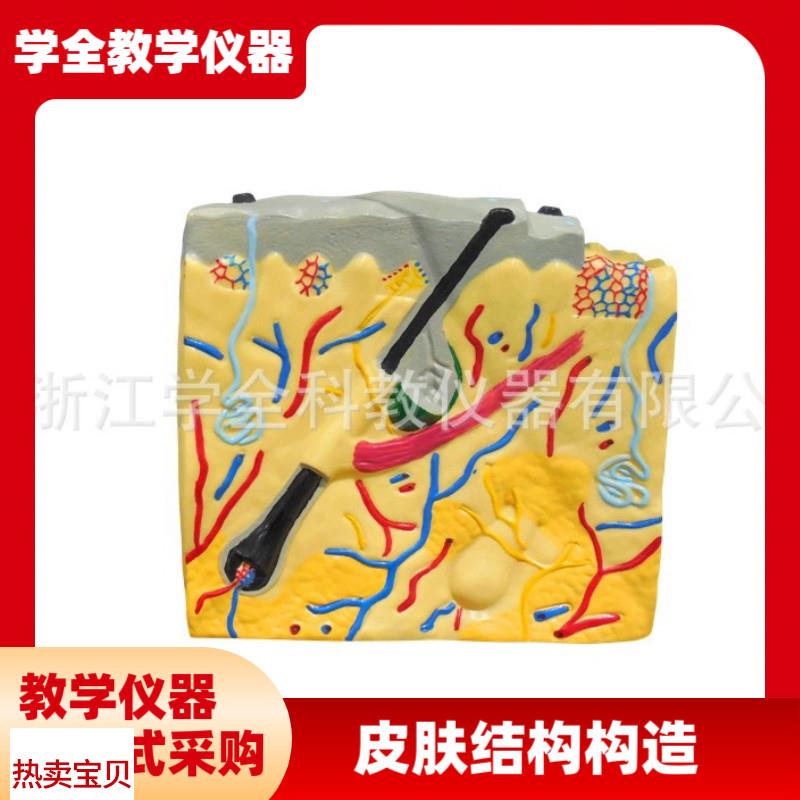 皮肤结构解剖e模型平面 生物医学演示 教学培训 科教仪器 解剖模