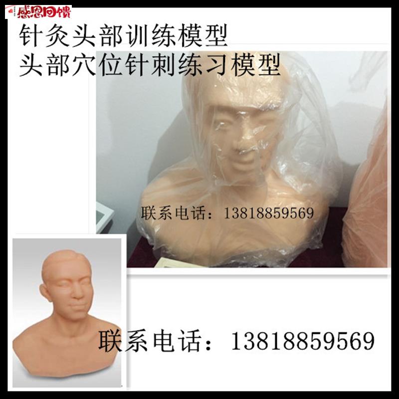 针灸头部训练b模型针灸模
