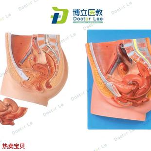 女性矢状解剖模型 女性盆腔正中矢状切面模型w 女性生殖器解剖